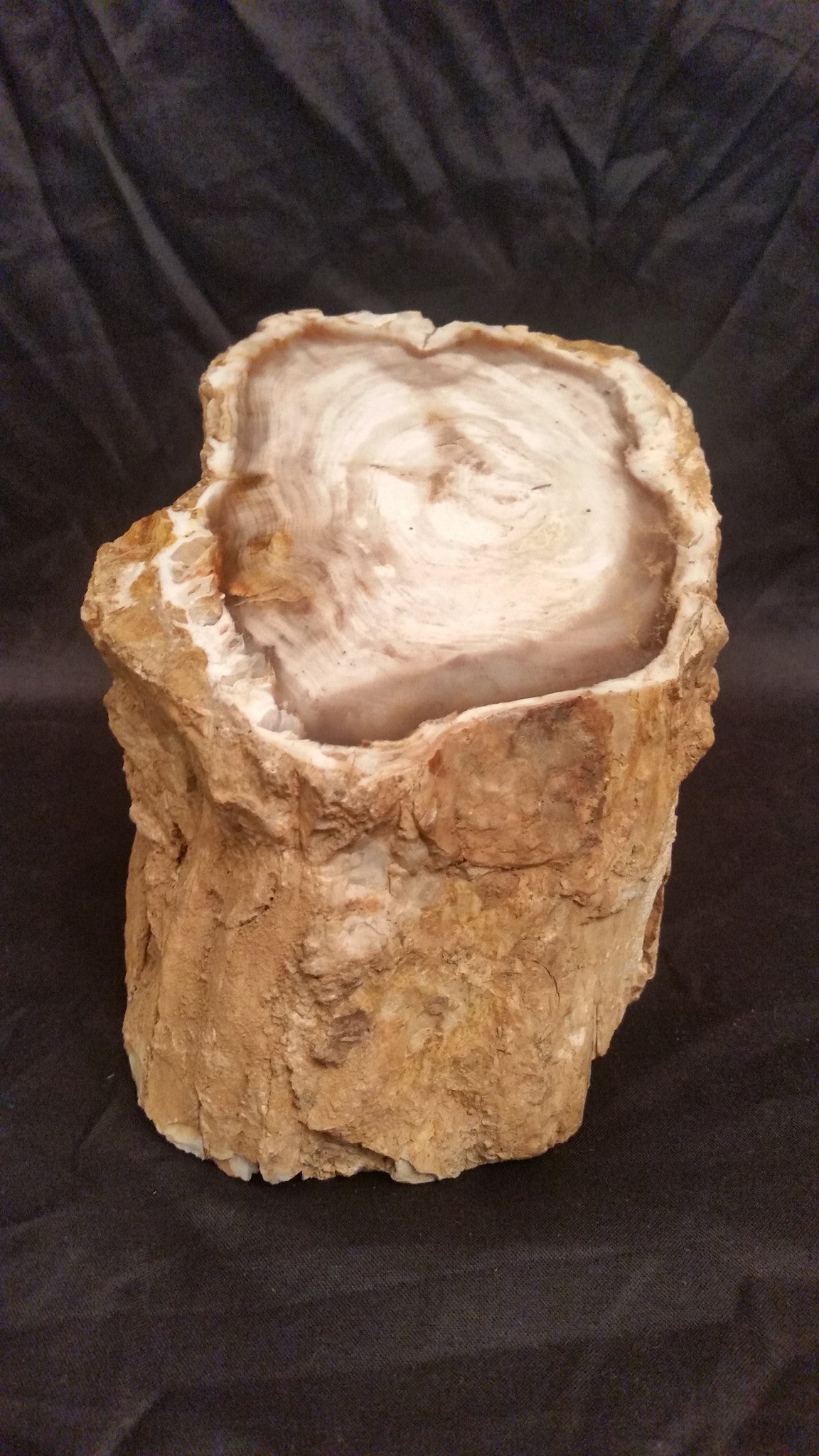Petrified Wood Stump