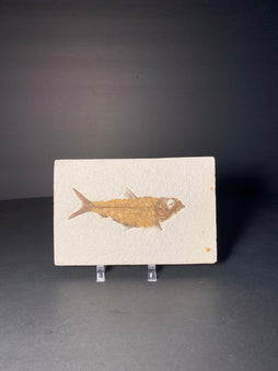 Fish Fossil