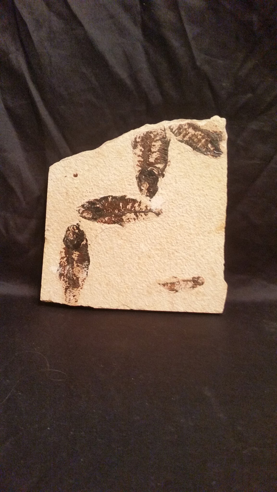 Fossil Fish, multiple fossils