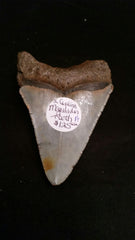 Megalodon Tooth, Item A