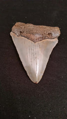 Megalodon Tooth, Item A