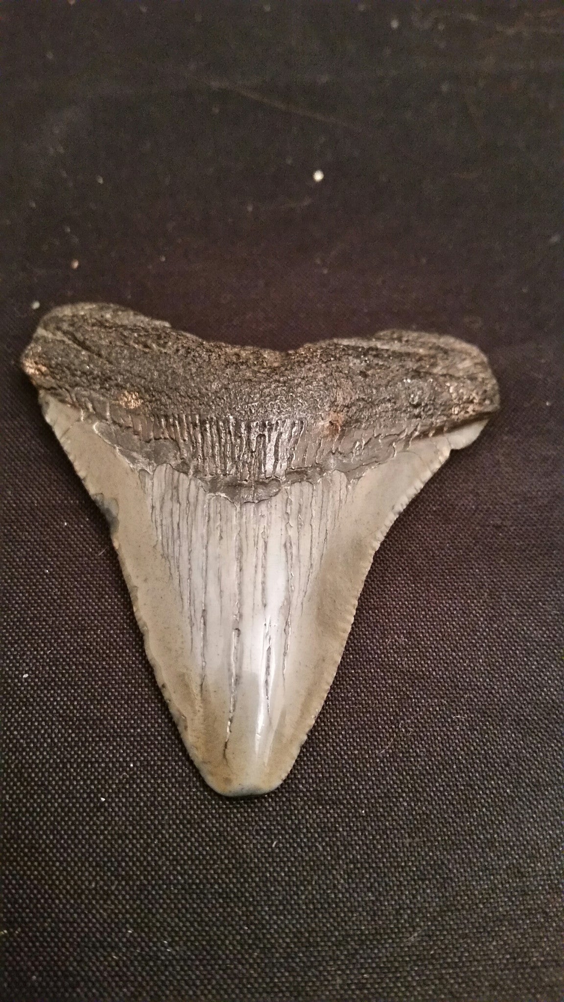 Megalodon Tooth, Item B