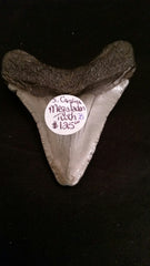 Megalodon Tooth, Item B