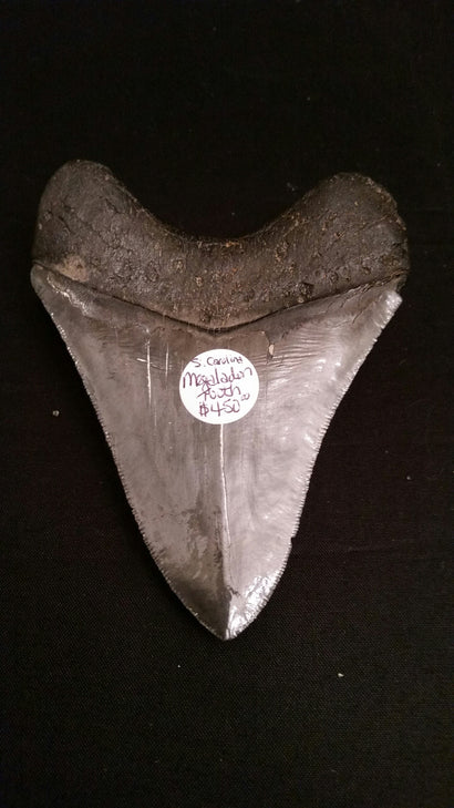 Megalodon Tooth, medium