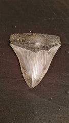 Megalodon Tooth, medium