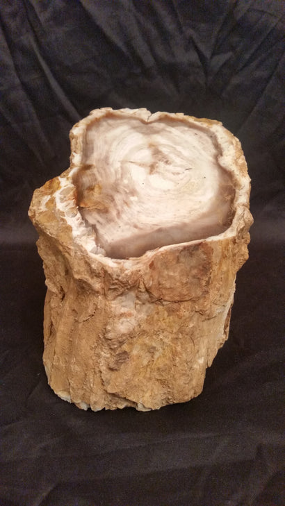 Petrified Wood Stump
