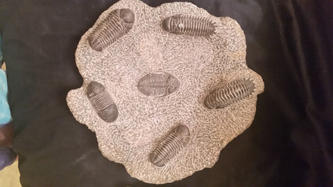 SOLD Trilobite Plate, large