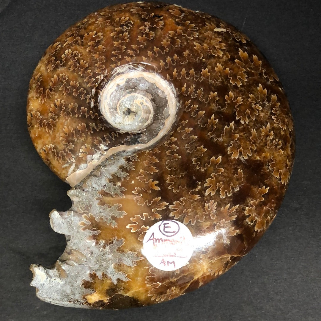 Ammonite, polished, whole E
