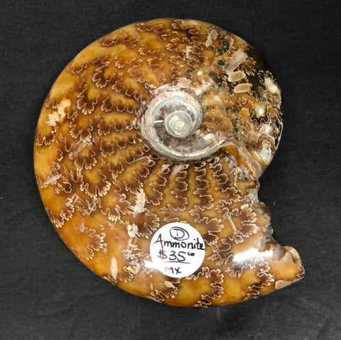 Ammonite, polished, whole D