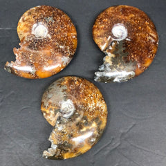 Ammonite fossil, polished, whole A-C
