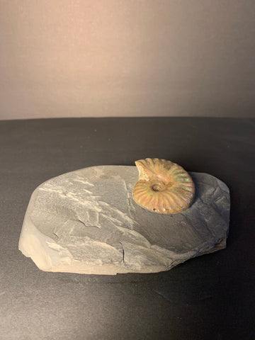 Opalized Ammonite in Matrix