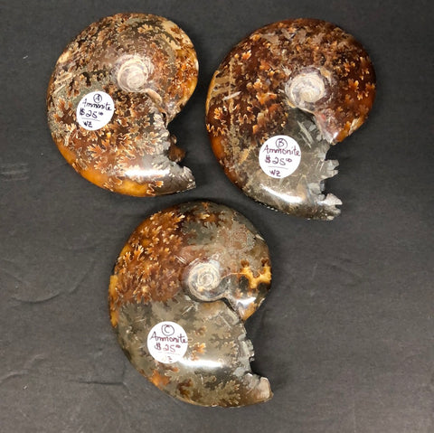 Ammonite fossil, polished, whole A-C
