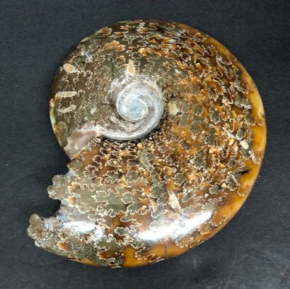Ammonite, polished, whole D