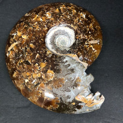 Ammonite, polished, whole E
